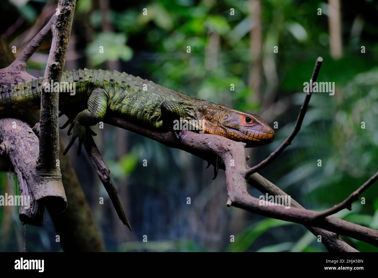 Closeup of a caiman crawling on the tree in the tropical forest Stock Photo