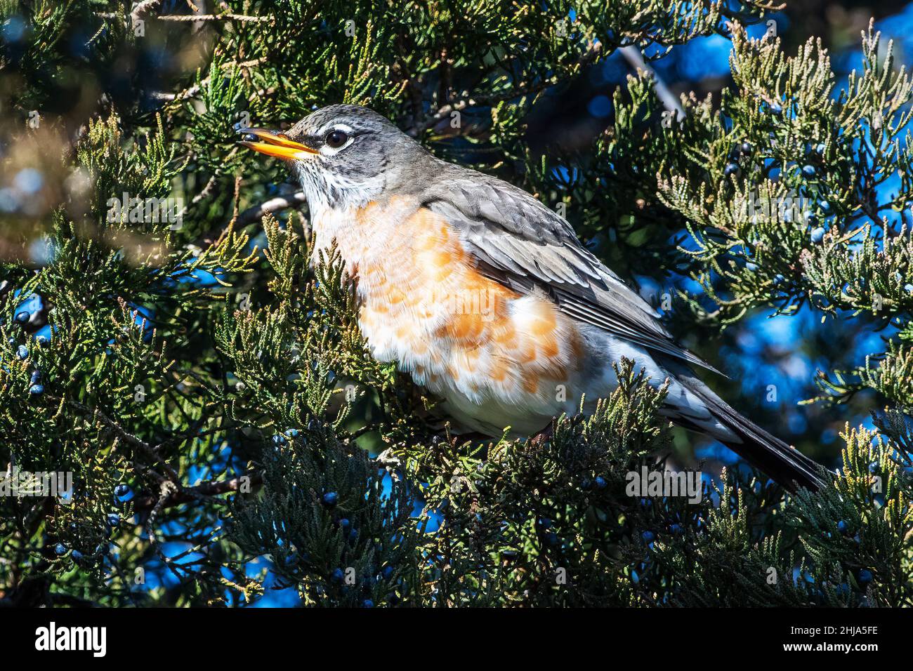 American robin feeding on eastern red cedar berries in winter Stock