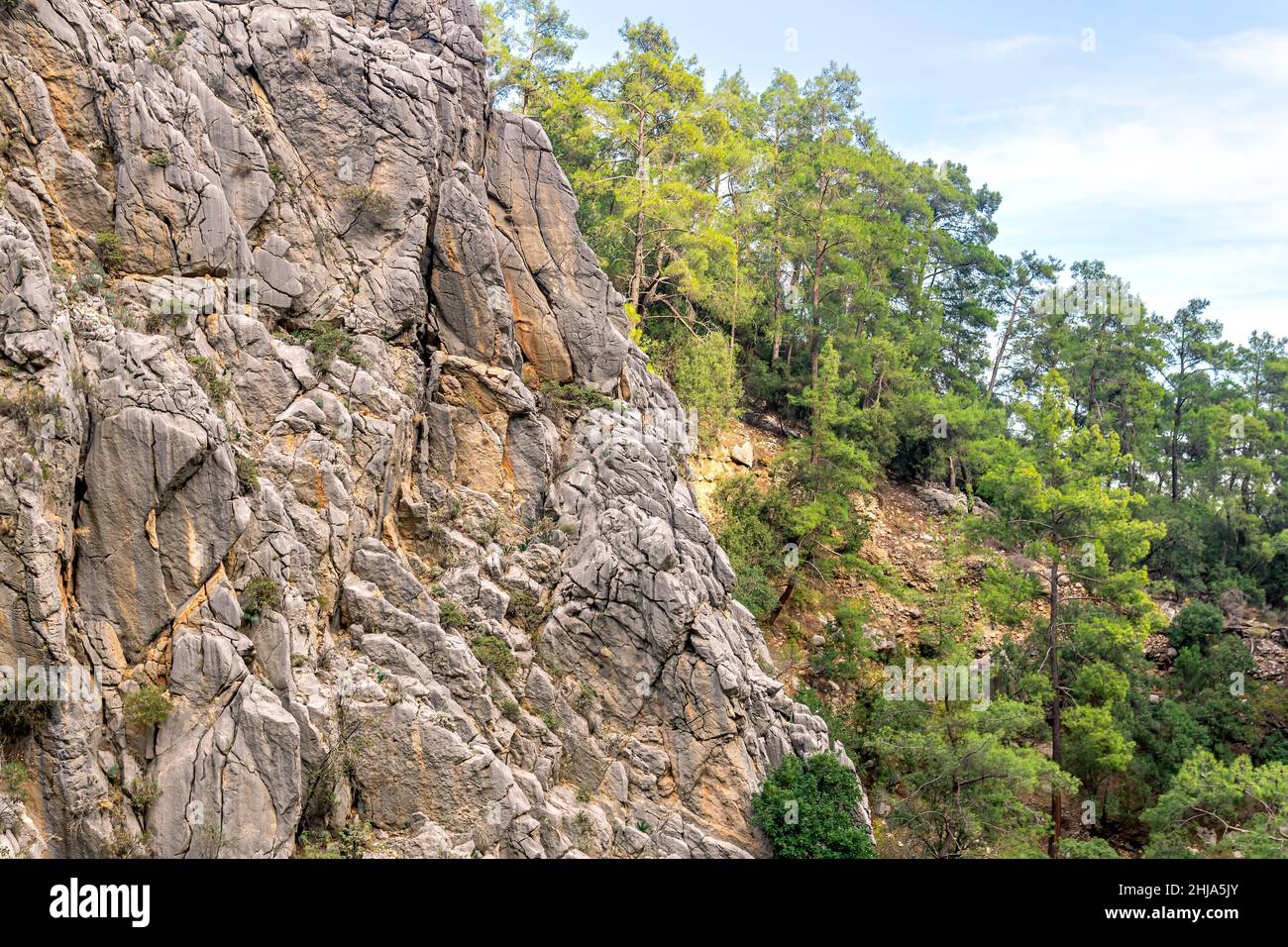 mountain landscape sheer cliff with wild chamois and wooded slope