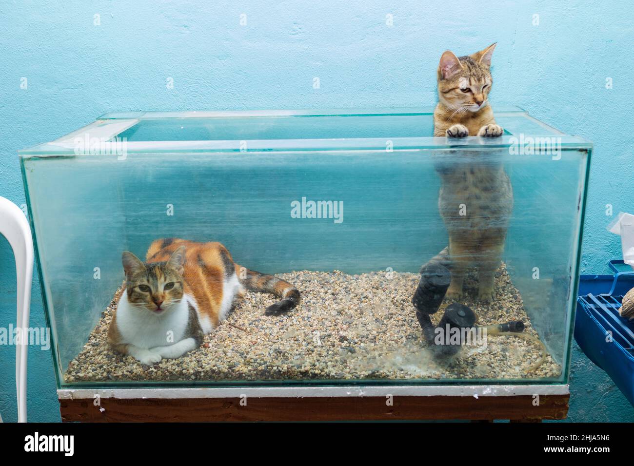 Cats in an empty aquarium prove again that cats love boxes even glass ones Stock Photo Alamy