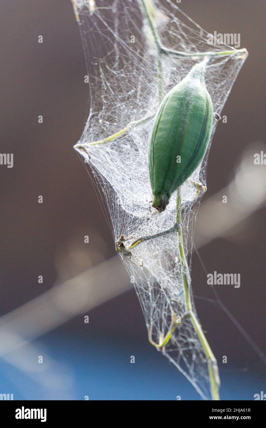 Oncidium sphacelatum orchid seed pod with spider webs grew in a private garden in Jinotega, Nicaragua. Stock Photo