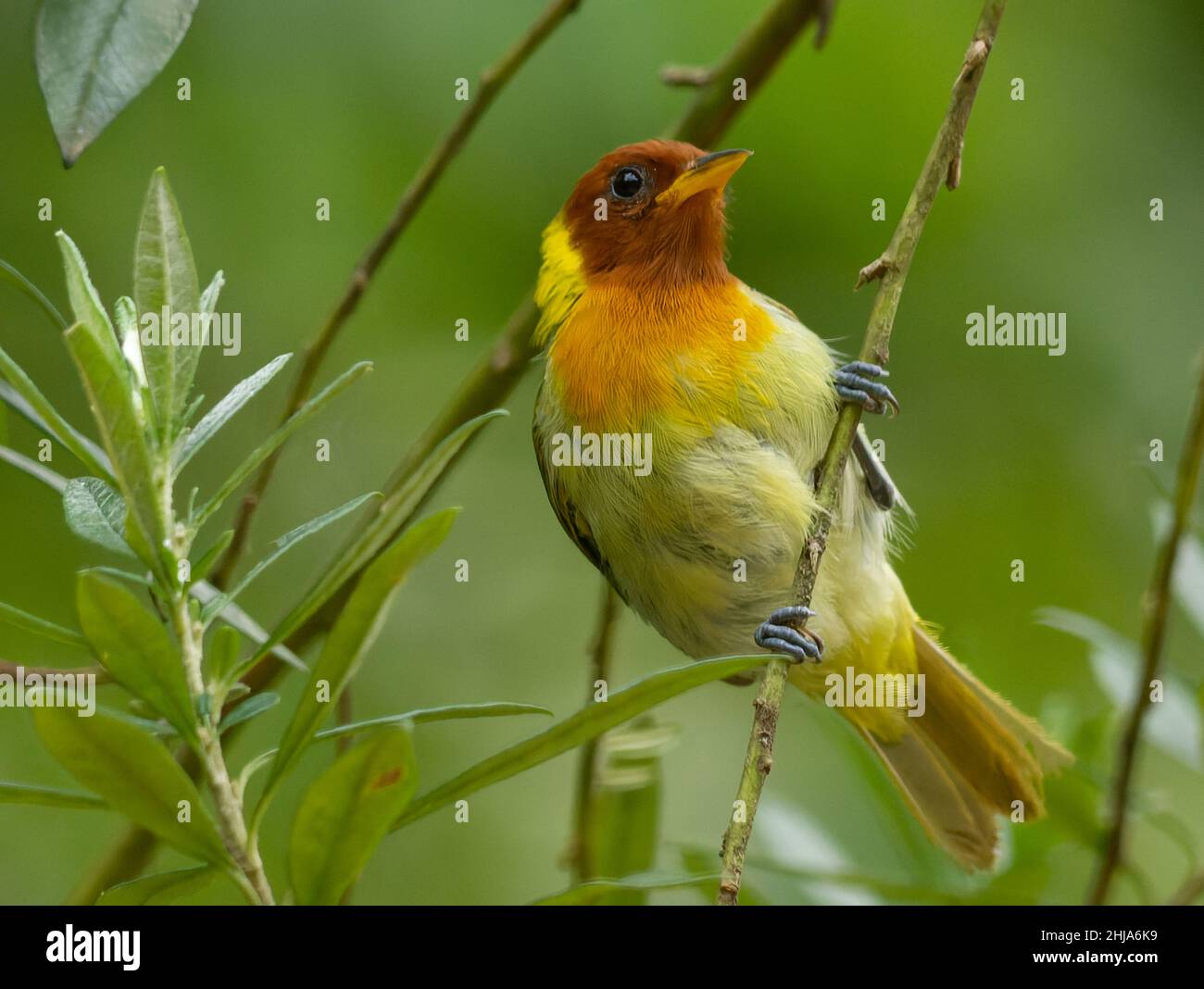 saíra ferrugem Stock Photo