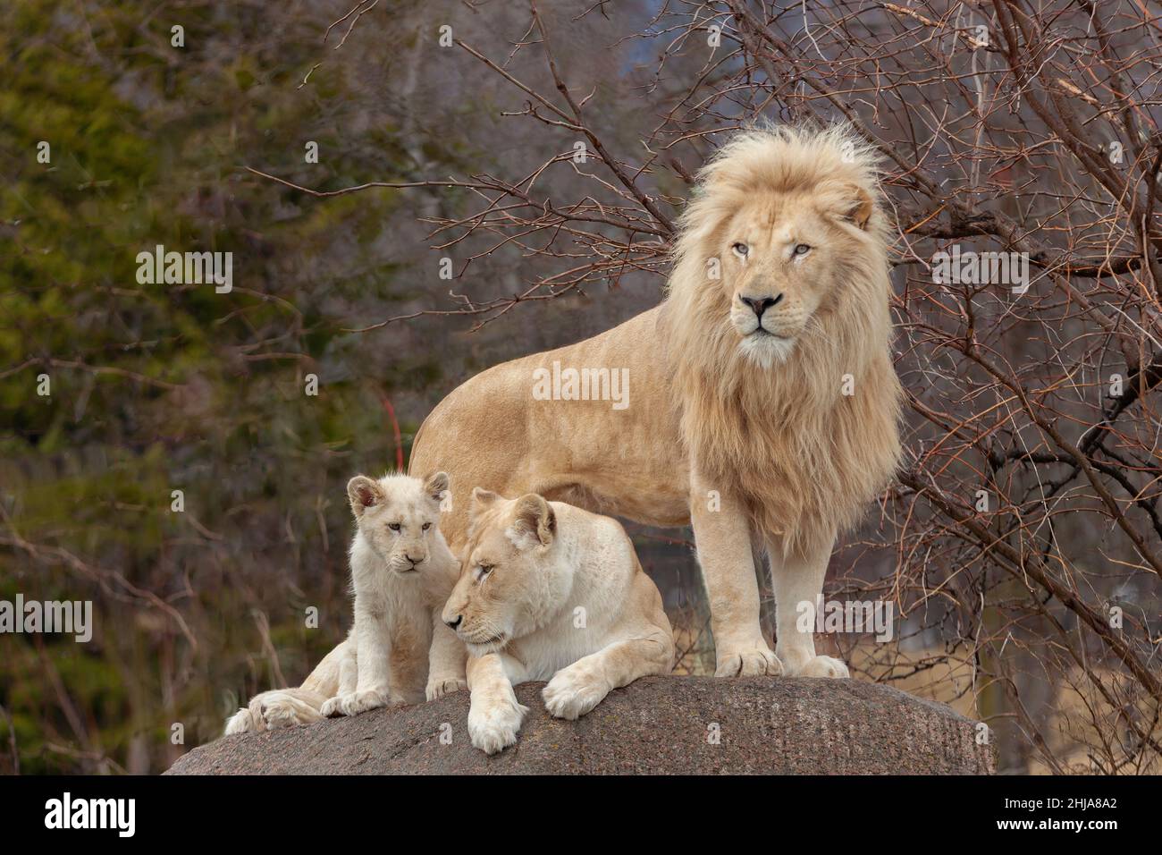 Of herbivorous animals hi-res stock photography and images - Alamy Of herbivorous animals hi-res stock photography and images - Alamy