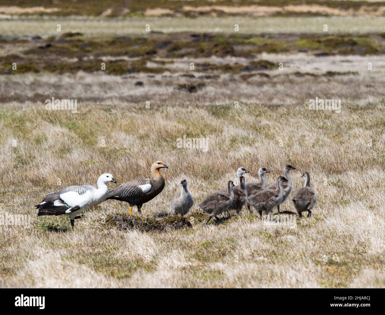 A pair of upland geese, Chloephaga picta, with goslings on Saunders Island, Falkland Islands. Stock Photo