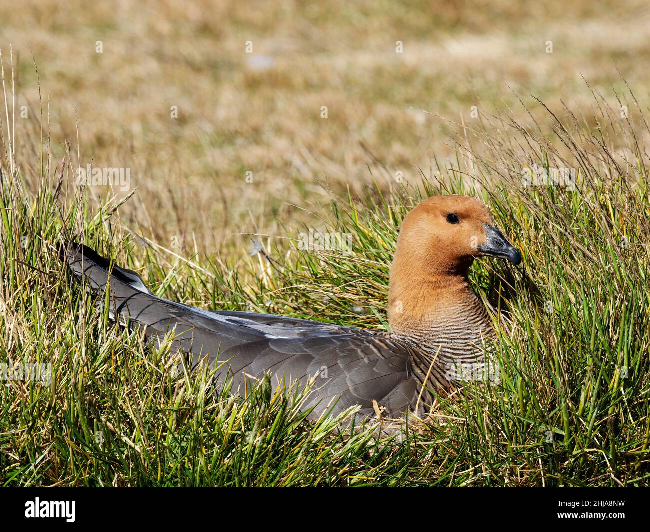 An adult female ruddy-headed Goose, Chloephaga rubidiceps, on her nest on New Island, Falkland. Stock Photo