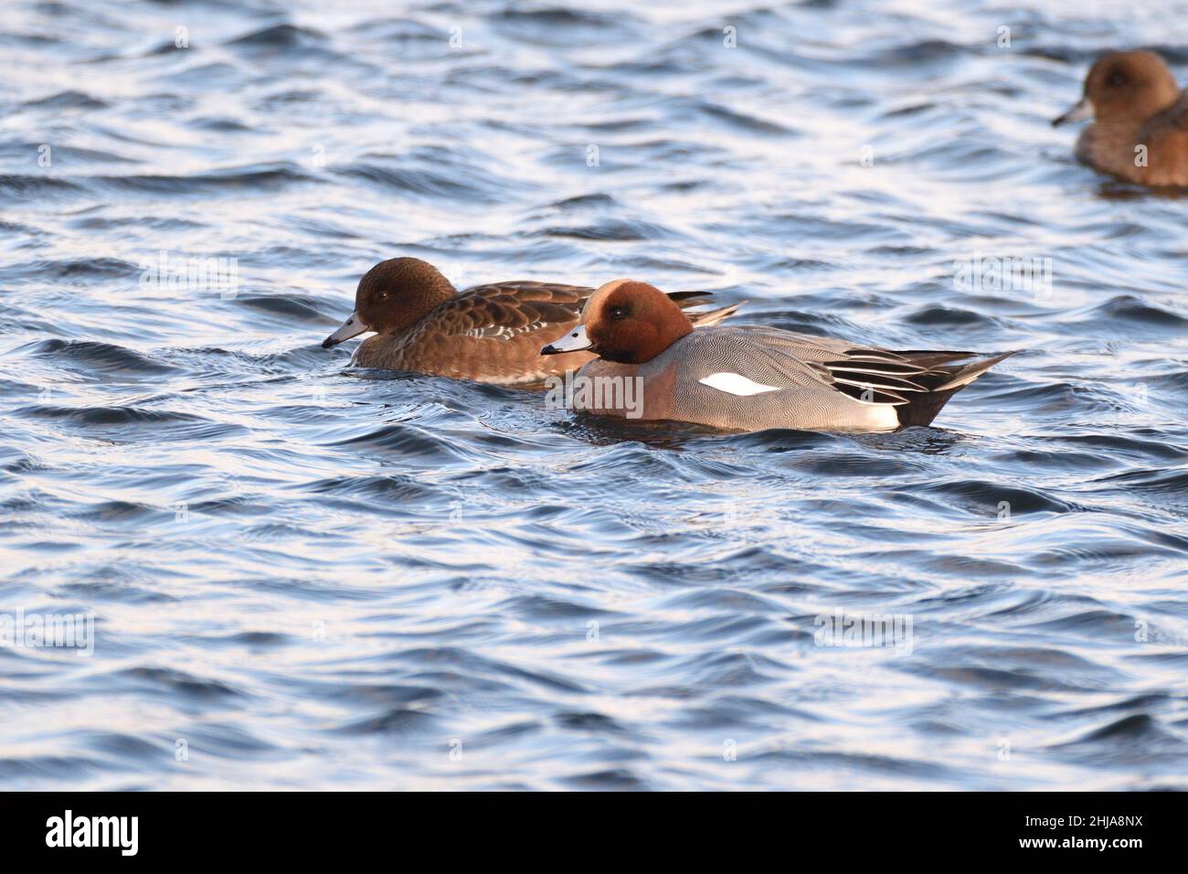 Eurasian Wigeon taking a swim in a lake on a cloudy, winter day. Hertfordshire, England, UK. Stock Photo
