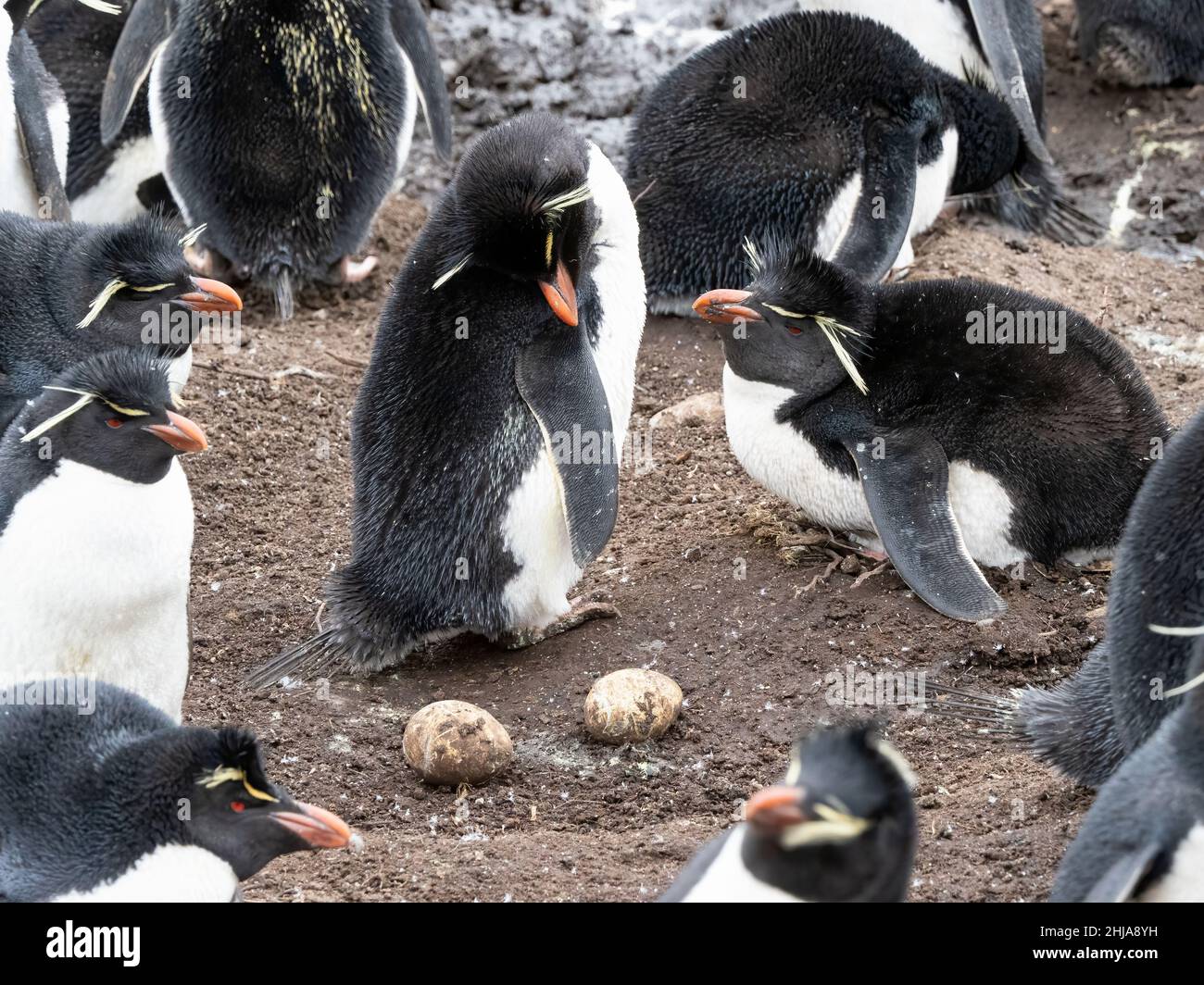 Adult southern rockhopper penguins, Eudyptes chrysocome, on Saunders Island, Falkland Islands. Stock Photo