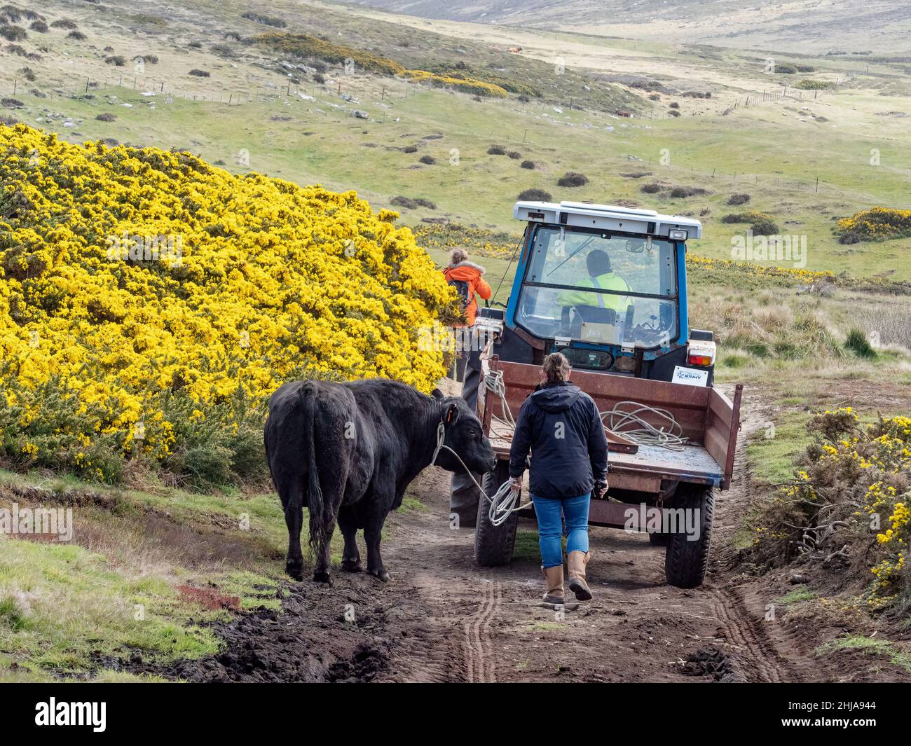 Cattle being led to the farm at Carcass Island, Falkland Islands. Stock Photo