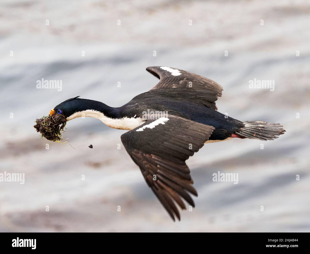 Adult imperial cormorant, Phalacrocorax atriceps, returning from the sea with nesting material, Saunders Island, Falklands. Stock Photo