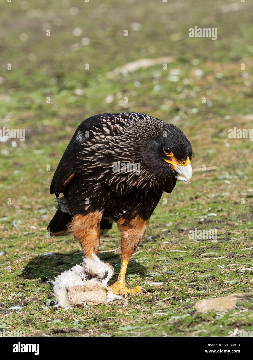 An adult striated caracara, Phalcoboenus australis, feeding on a penguin chick on New Island, Falklands. Stock Photo