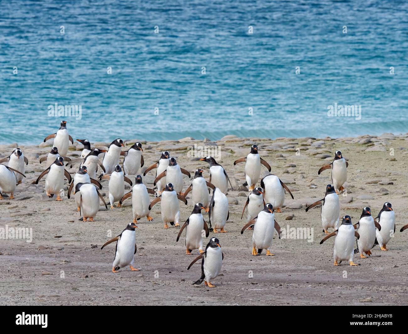 Gentoo penguins, Pygoscelis papua, coming ashore on New Island, Falkland Islands. Stock Photo