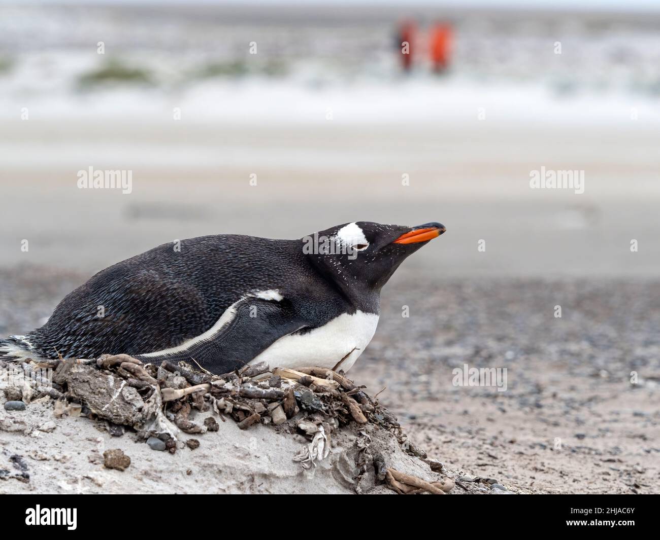 Gentoo penguin, Pygoscelis papua, at nesting site on Bull Point, East Island, Falklands. Stock Photo
