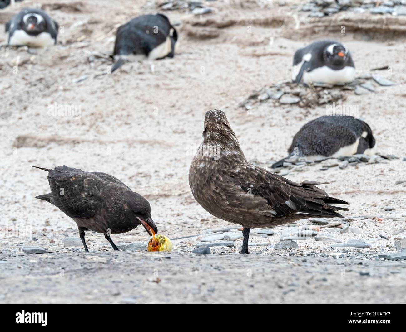 A pair of brown skuas, Stercorarius antarcticus, stealing a gentoo penguin egg at Bull Point, East Island, Falklands. Stock Photo
