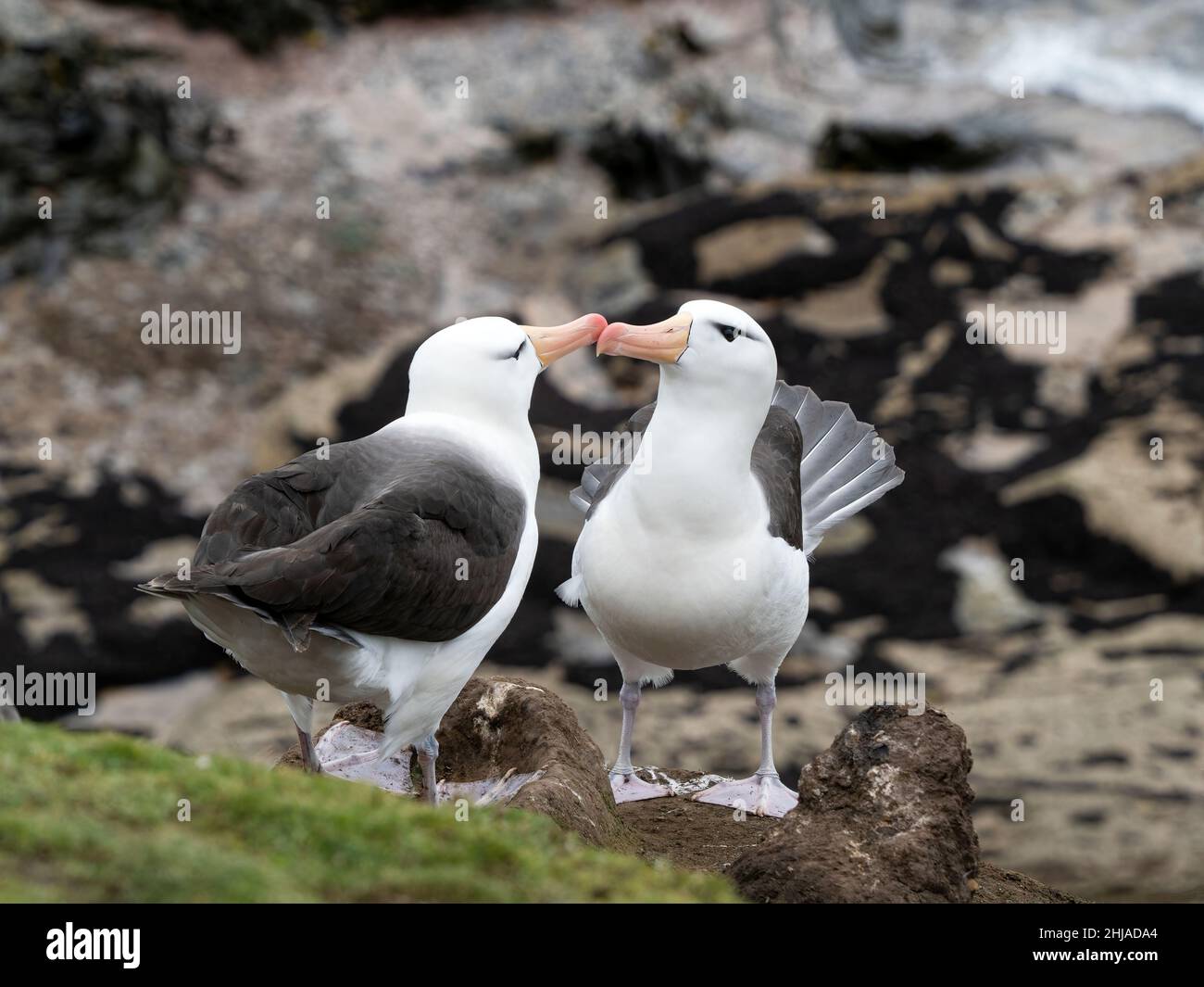 Adult black-browed albatross, Thalassarche melanophris, courtship display on Saunders Island, Falklands. Stock Photo