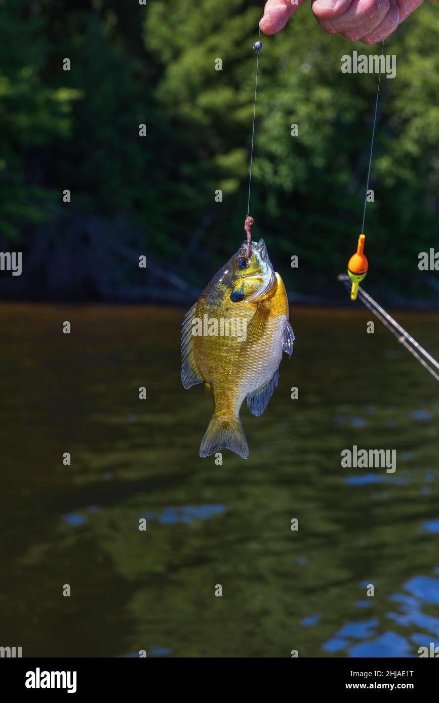 Bucket of live bait Stock Photo - Alamy