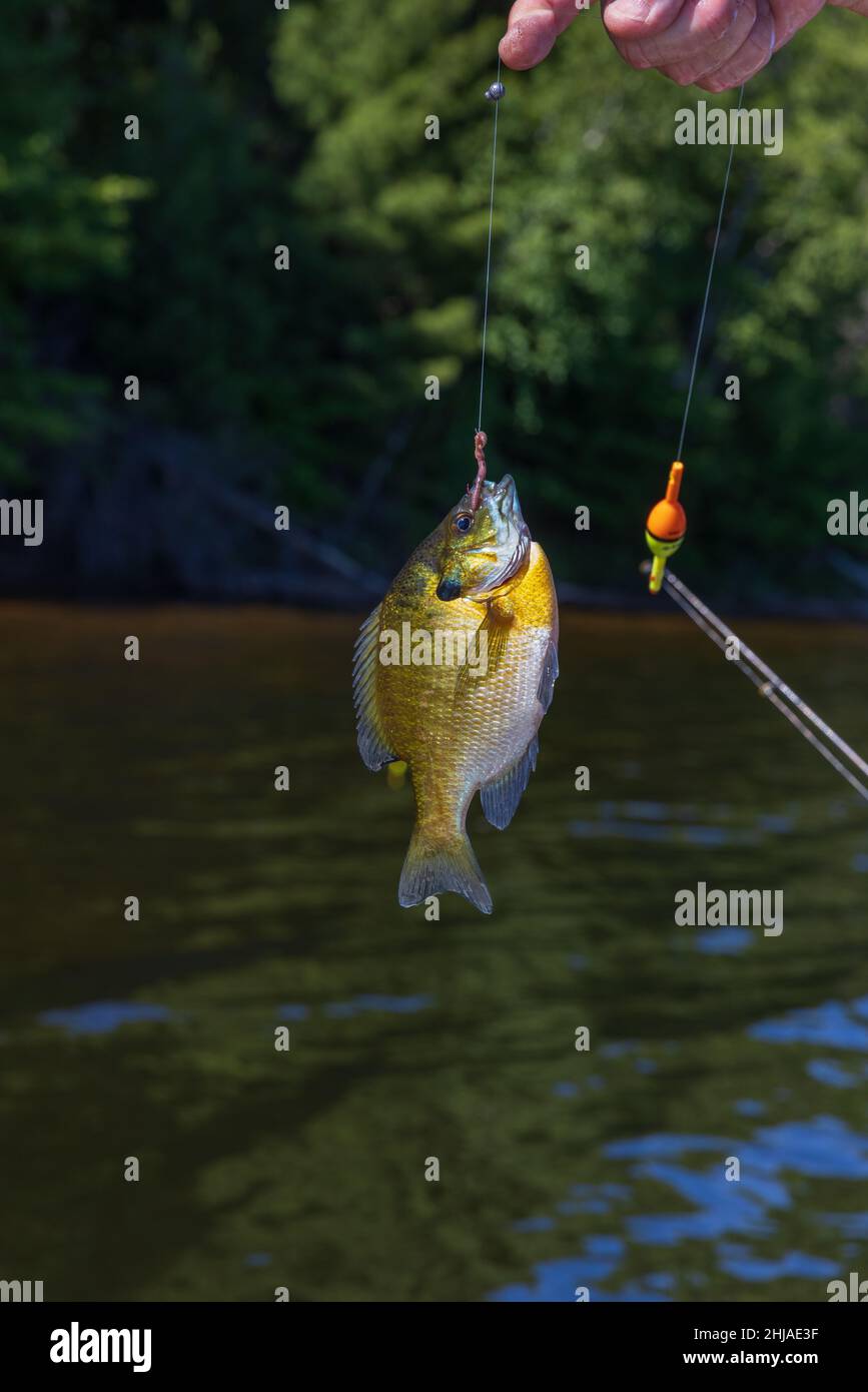 Big bait hi-res stock photography and images - Alamy