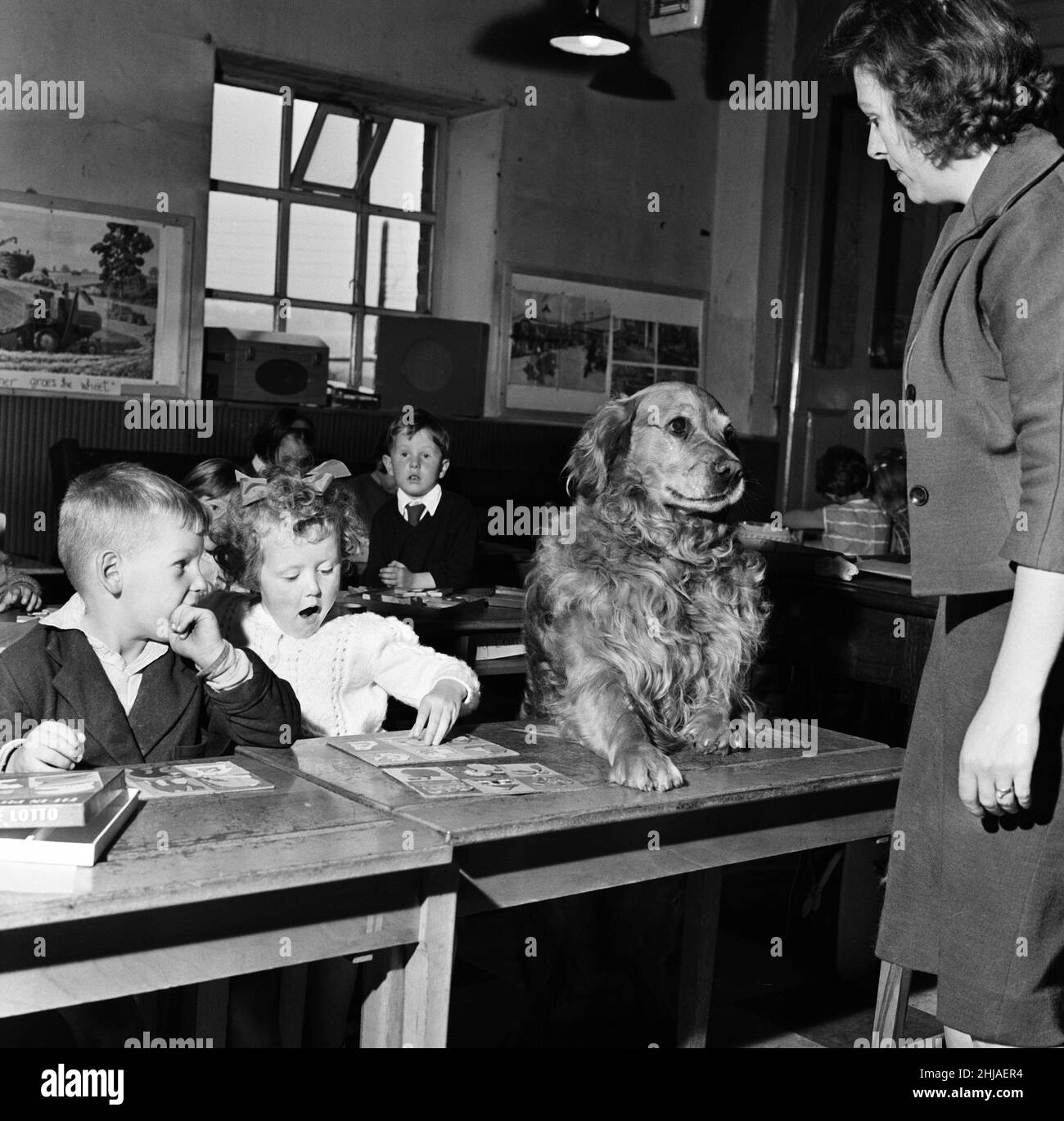 School teacher Mrs Sheila Collier called the register and found she had an  extra pupil. Sat at the school desk beside four-year-old Sally Ann Smith  was a giant golden retriever and Brandy