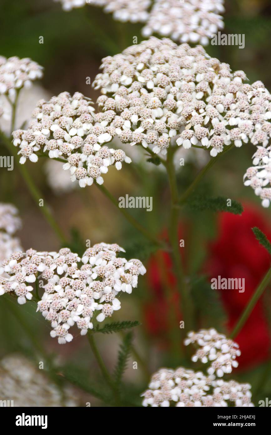 White Blooming Common Yarrow, Achillea Stock Photo