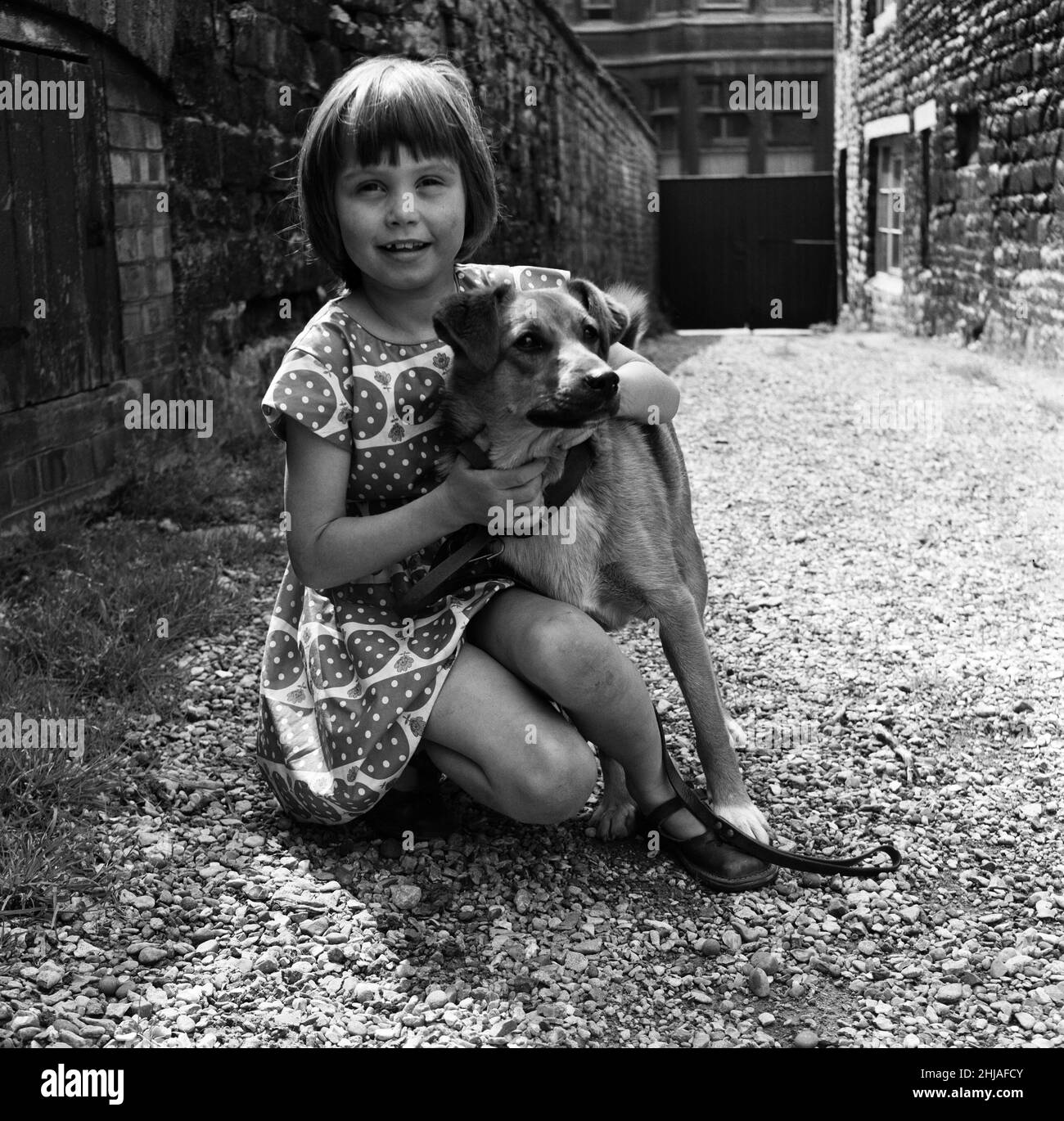 Seven-year-old Sheena Broom with the Corgi cross puppy which was found watching lorries on the A1, near Stamford, Lincs, and is now being looked after by the RSPCA near Peterborough. 14th June 1964. Stock Photo