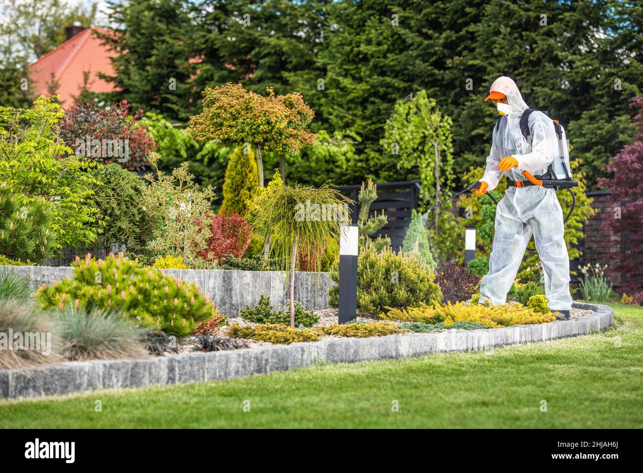 Beautiful Garden Fertilization Job Performed By Professional Caucasian Gardener Wearing Safety Clothing. Stock Photo