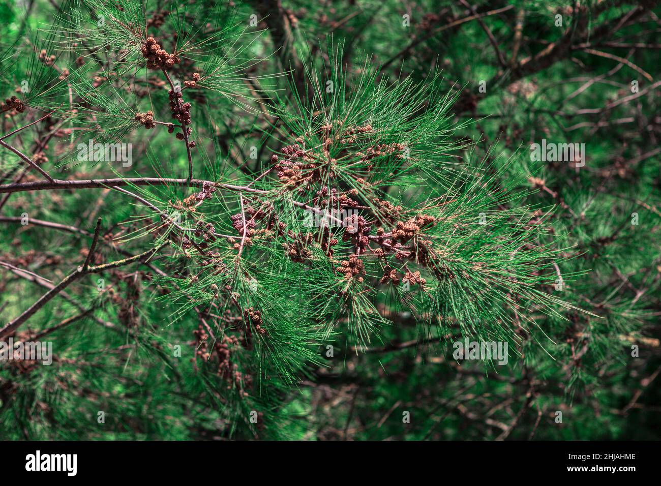 Evergreen branches background . Tropical coniferous plants with seeds Stock Photo