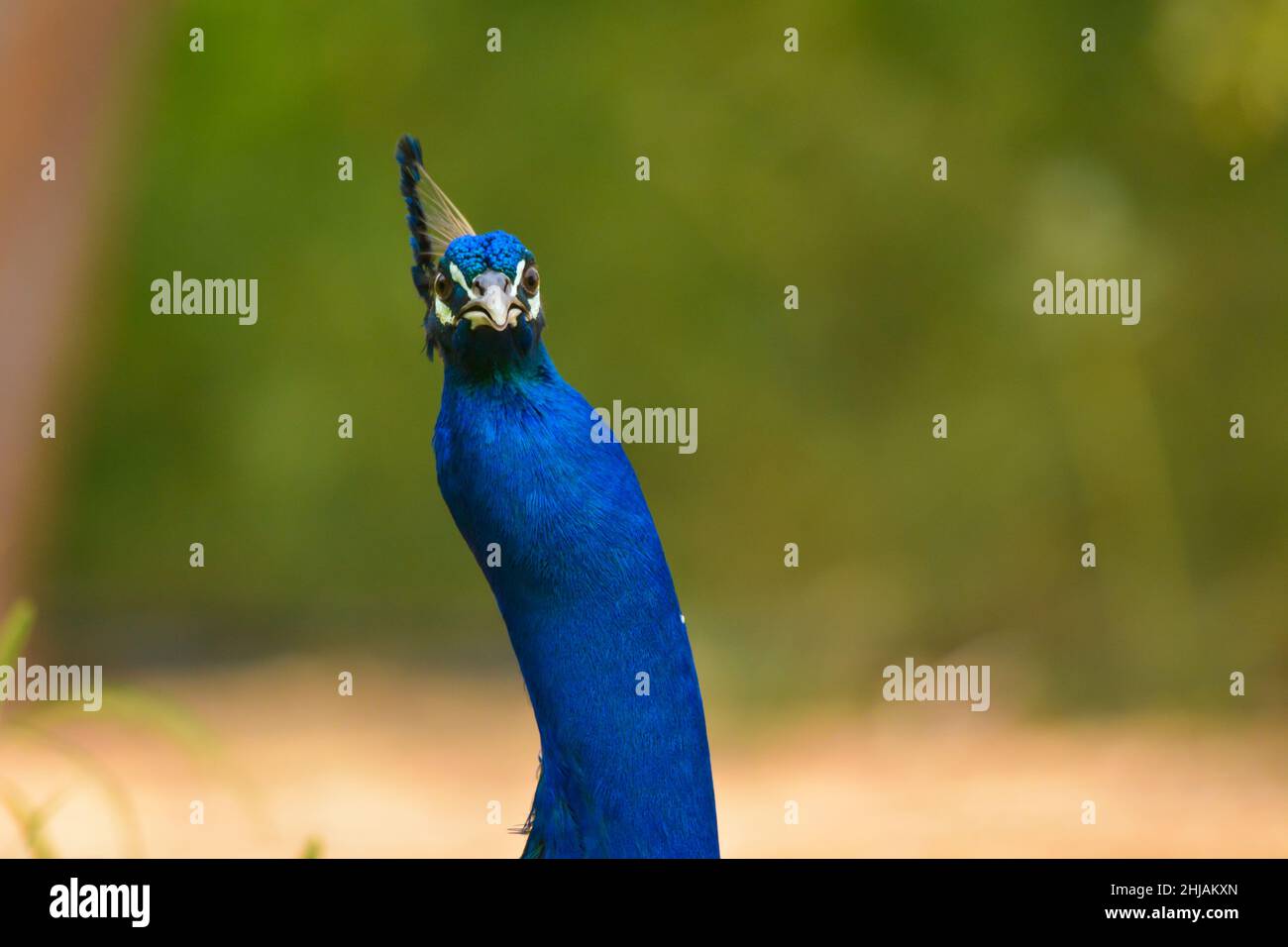 Peacock close up head shot Stock Photo - Alamy