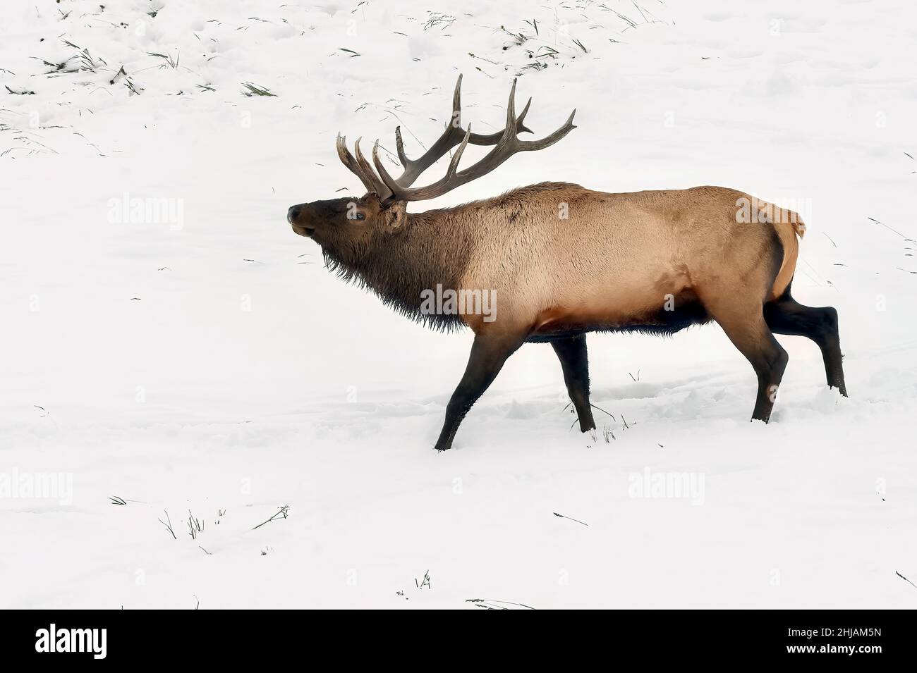 A large bull elk  (Cervus elaphus), walking in the deep snow during the rutting season in rural Alberta Canada Stock Photo