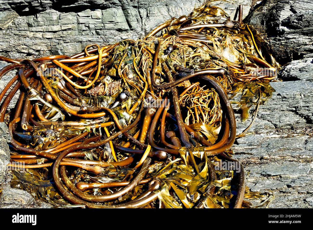 A pile of bull kelp (Nereocystis luetkeana) on a rocky beach on the west coast of Vancouver Island in British Columbia Canada Stock Photo