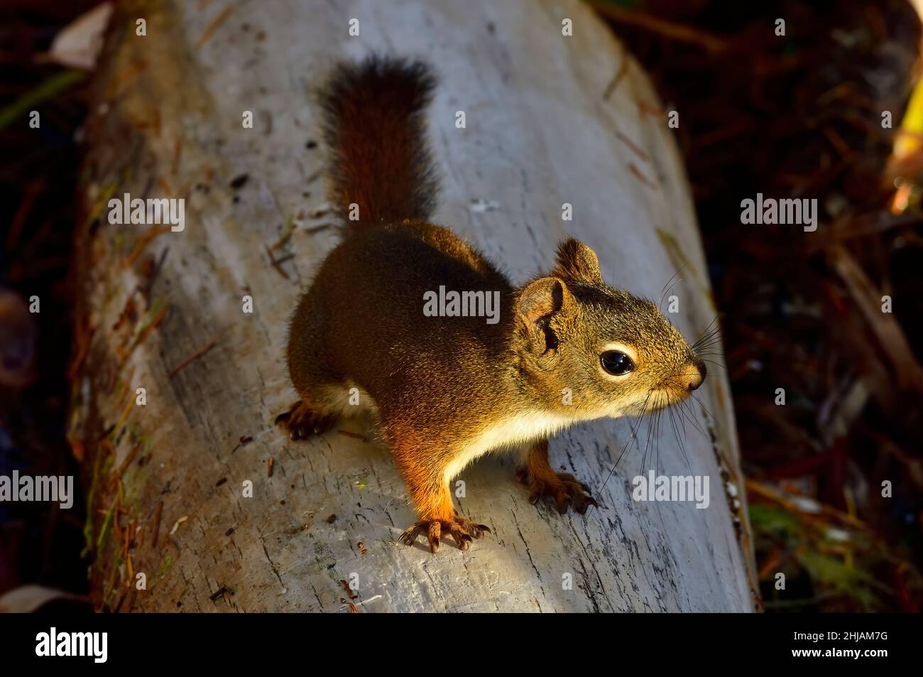 A Red Squirrel  'Tamiasciurus hudsonicus', on a log along the seashore on Vancouver Island in British Columbia Canada Stock Photo