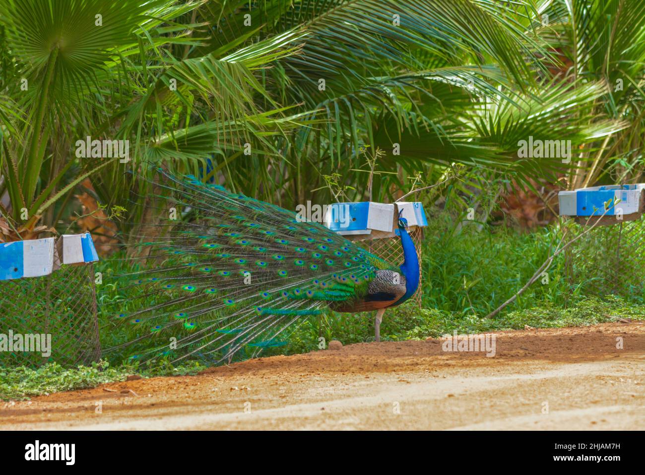 Dancing peacock Stock Photo