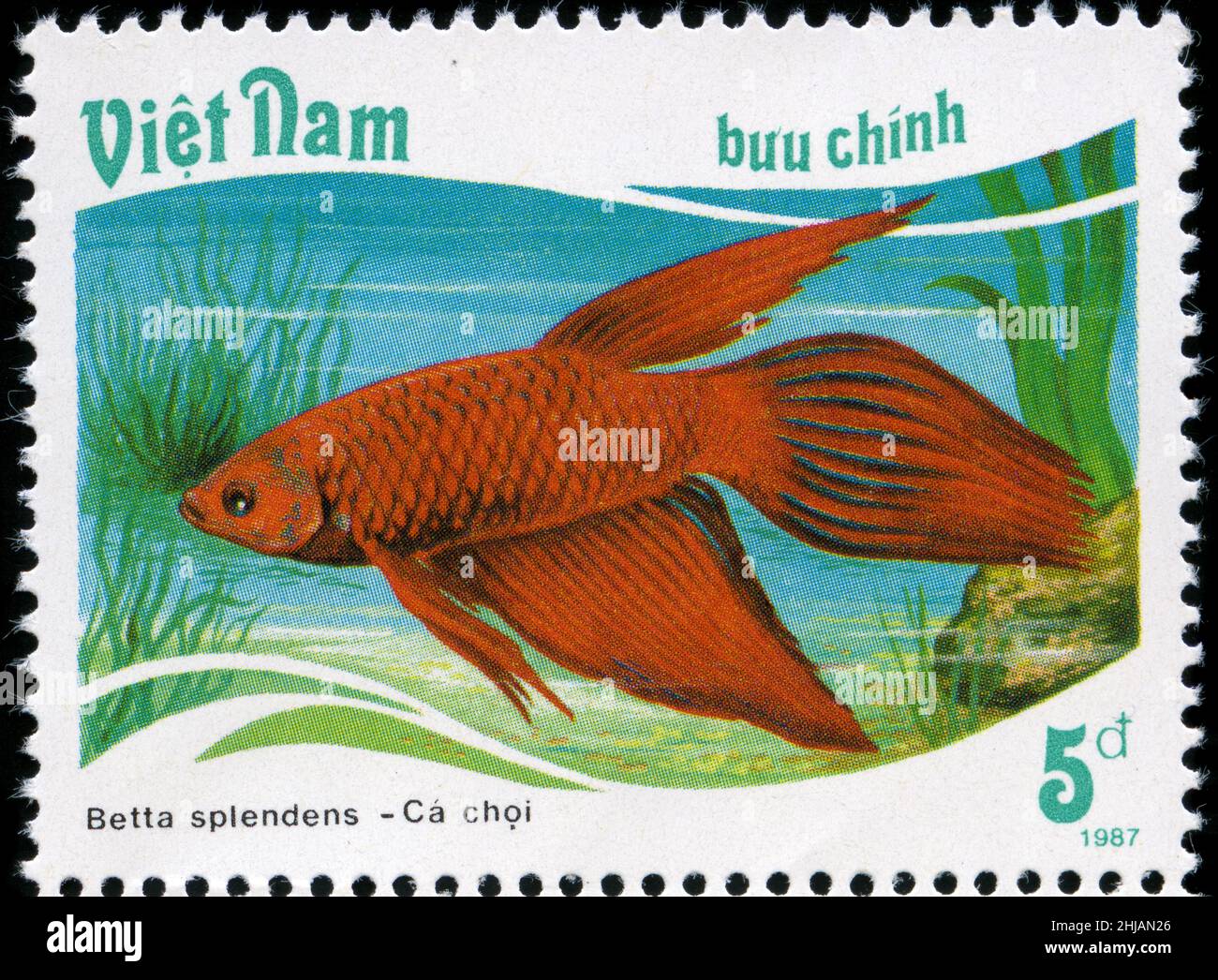 Postage stamp from Vietnam in the Fish - Tropical series issued in 1988 Stock Photo