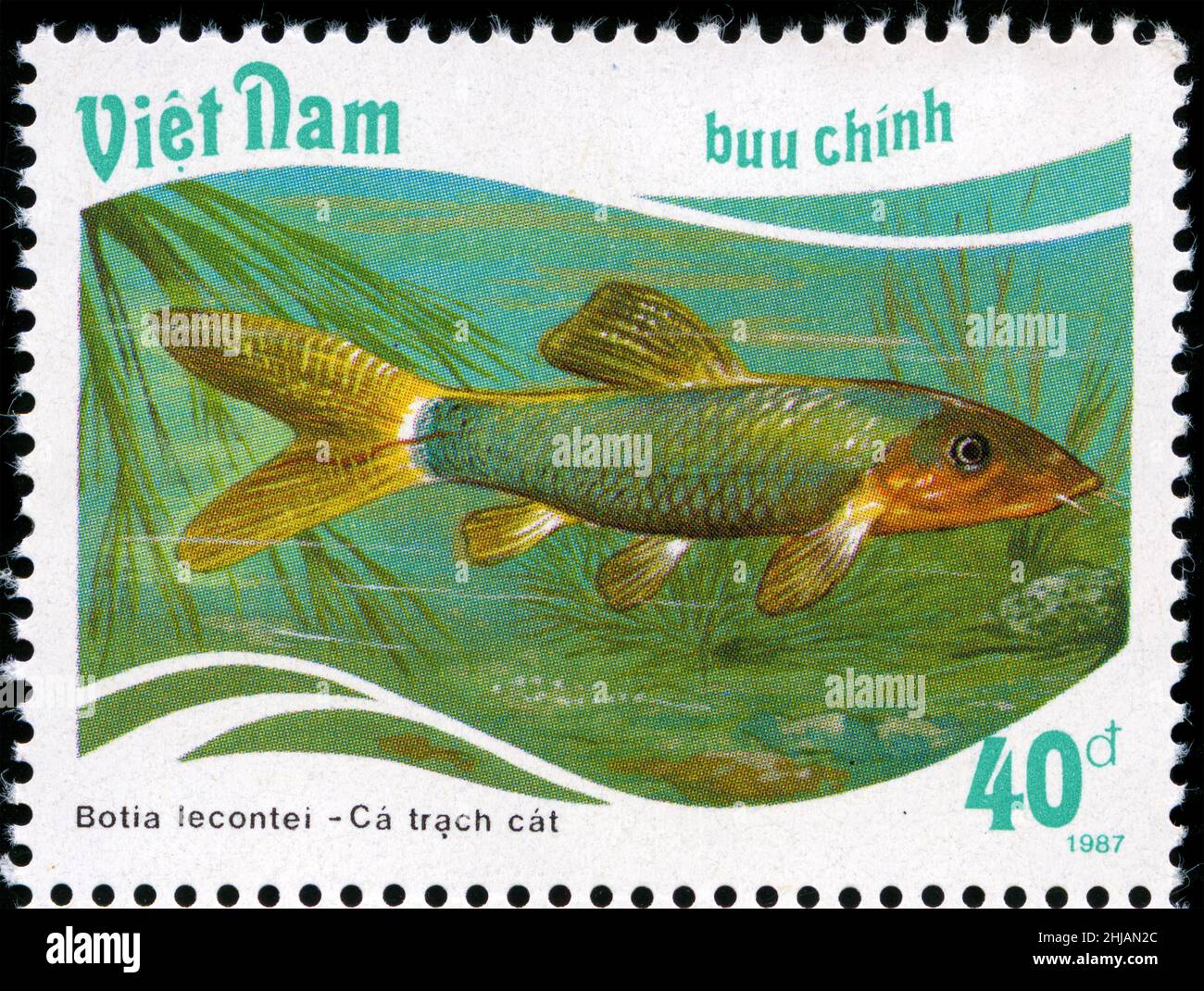 Postage stamp from Vietnam in the Fish - Tropical series issued in 1988 Stock Photo