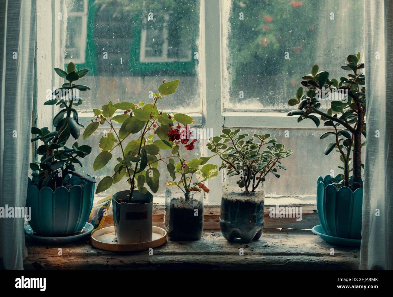 wooden window sill with flowers and seedlings in Siberia Stock Photo ...