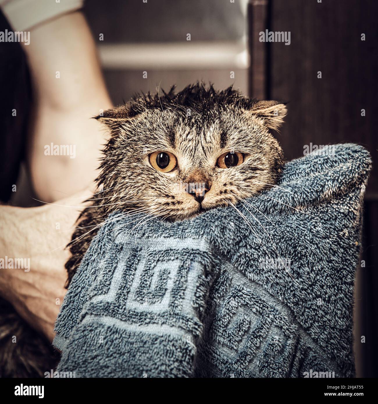 Scottish Fold Cat In A Towel Wet Cat After Bathing In A Blue Towel Scottish Fold Cat In A Towel Wet Cat After Bathing In A Blue Towel