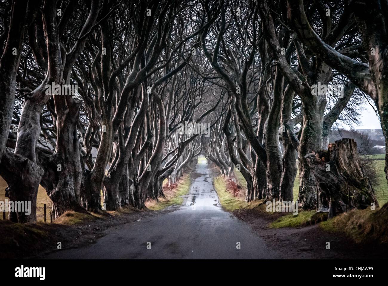 Dark forest ireland hi-res stock photography and images - Alamy