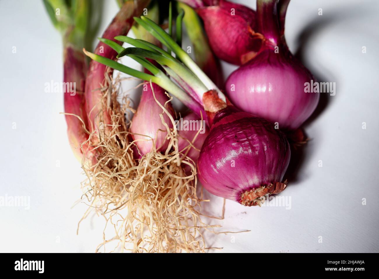 Close up photo of onion with roots on a white background,cultivation of