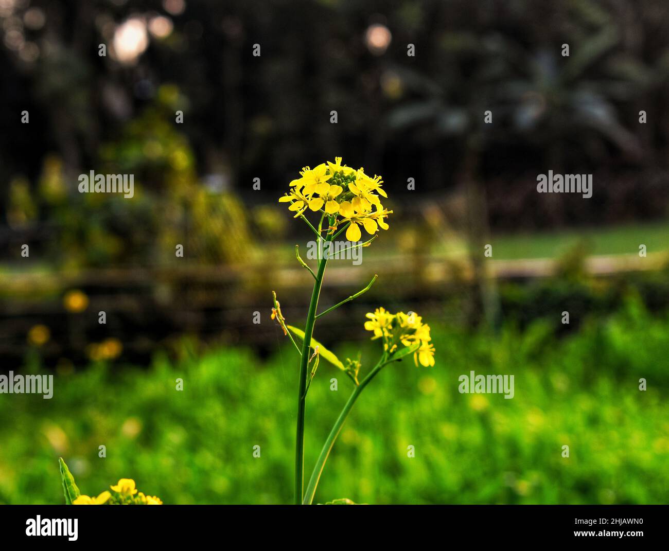 Most Beautiful Mustard Flower in Bangladesh Stock Photo