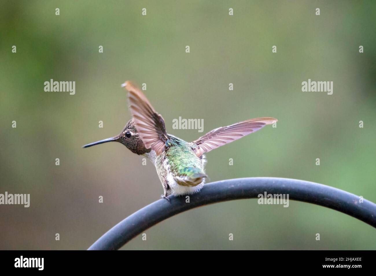 Hummingbird perched on iron trellis in Ventura California United States Stock Photo