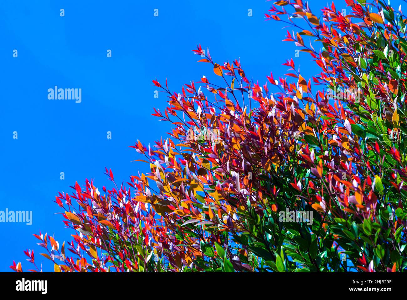 The beautiful colorful green red leaves of Christina tree (Syzygium Campanulatum) in a garden. The young leaves of Christina tree color are red, ang i Stock Photo