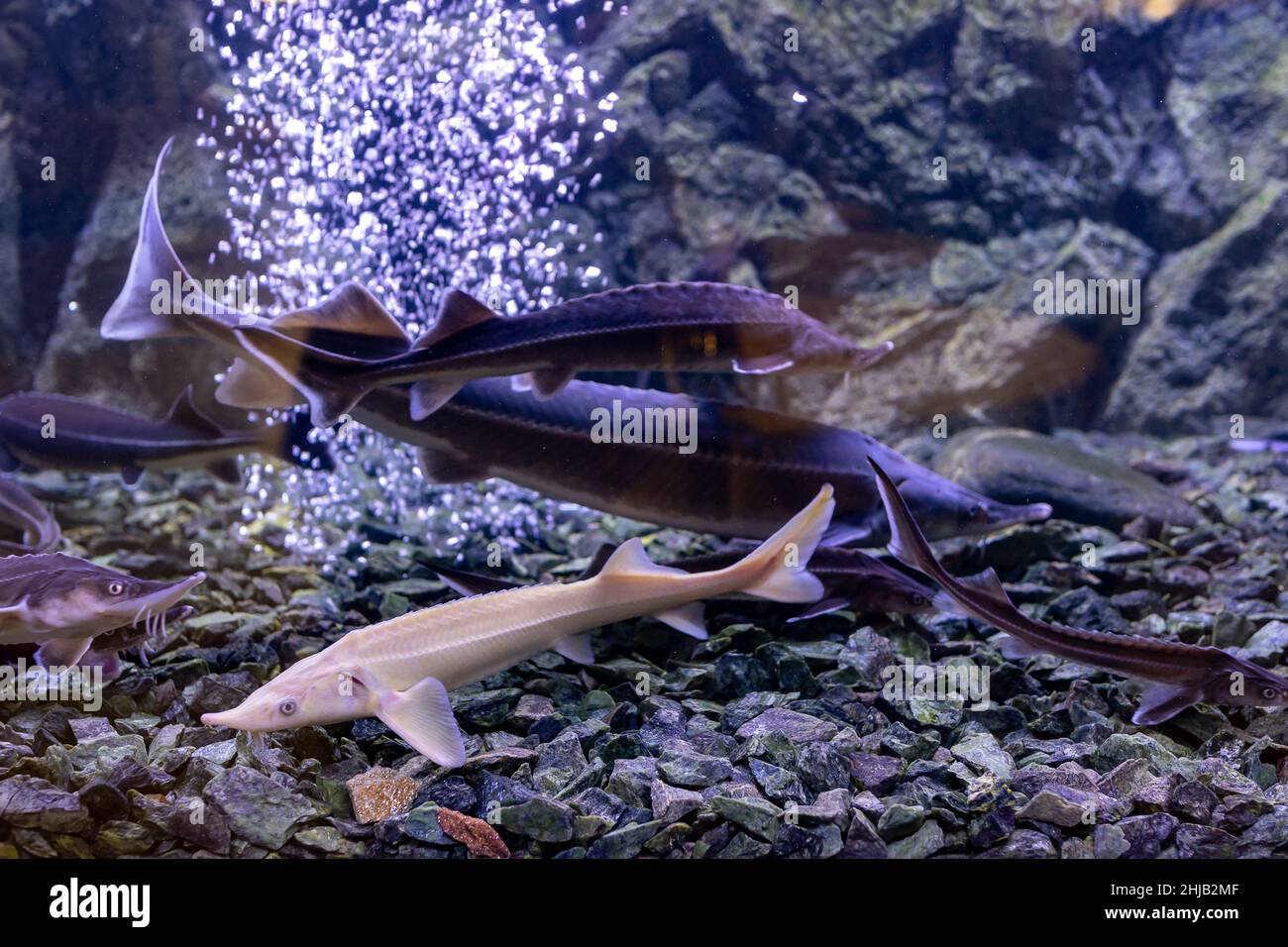 sturgeon fish in the aquarium. White sturgeon Stock Photo