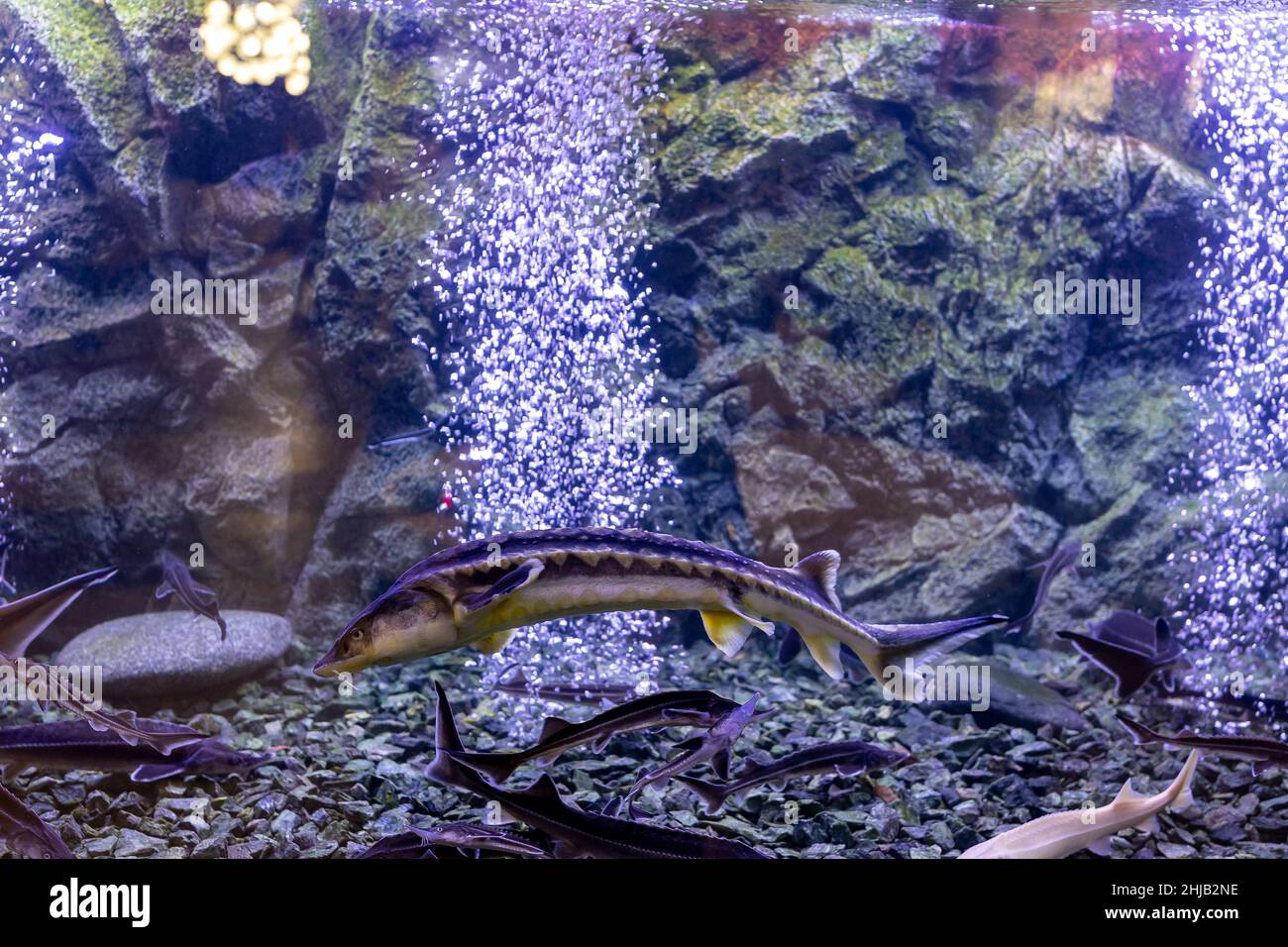 sturgeon fish in the aquarium. White sturgeon Stock Photo