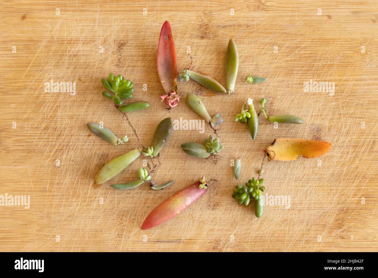 Growing succulents from leaves or single leaf propagation Stock Photo