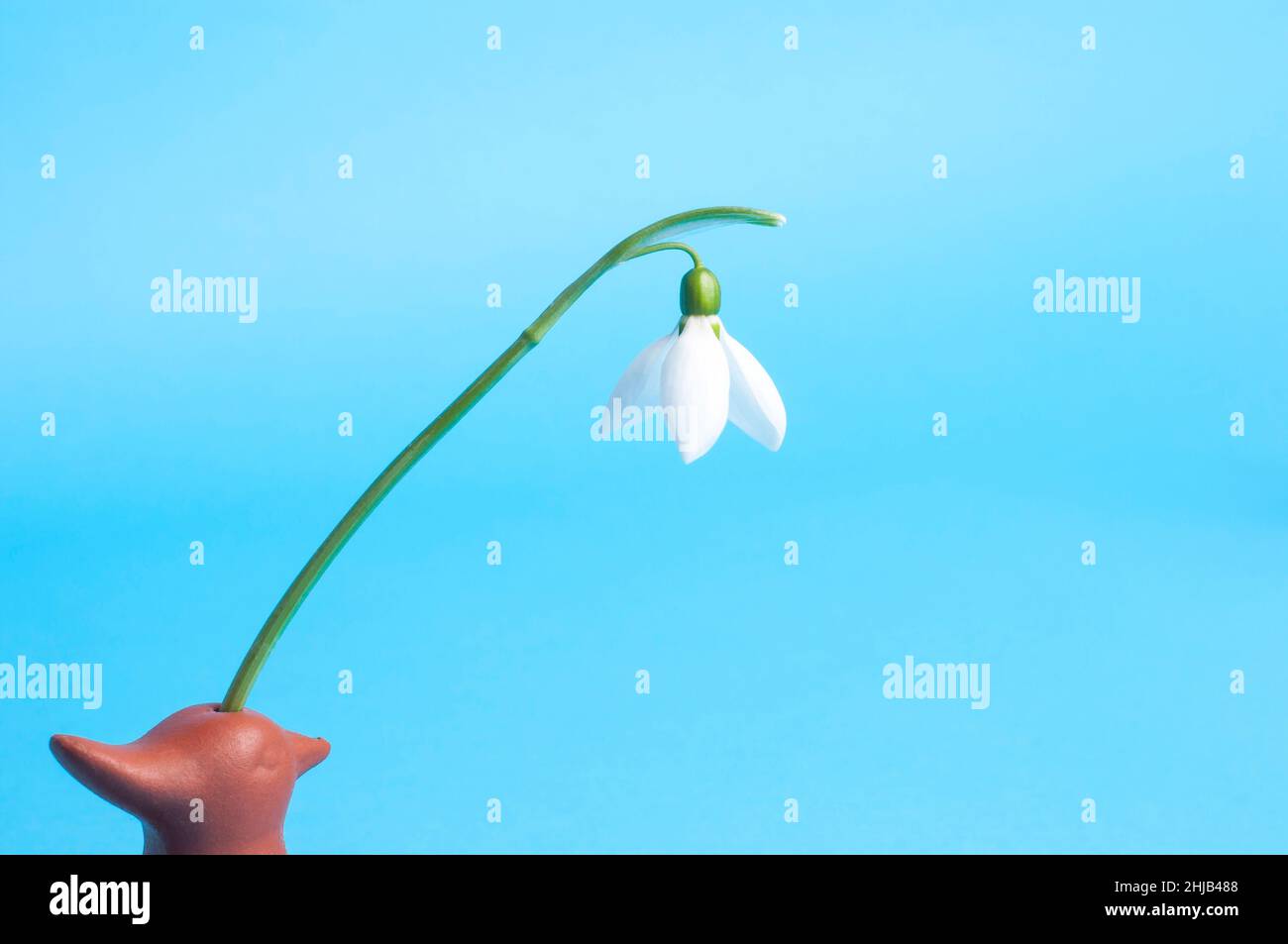 White snowdrop on a biue background First spring flowers. Stock Photo