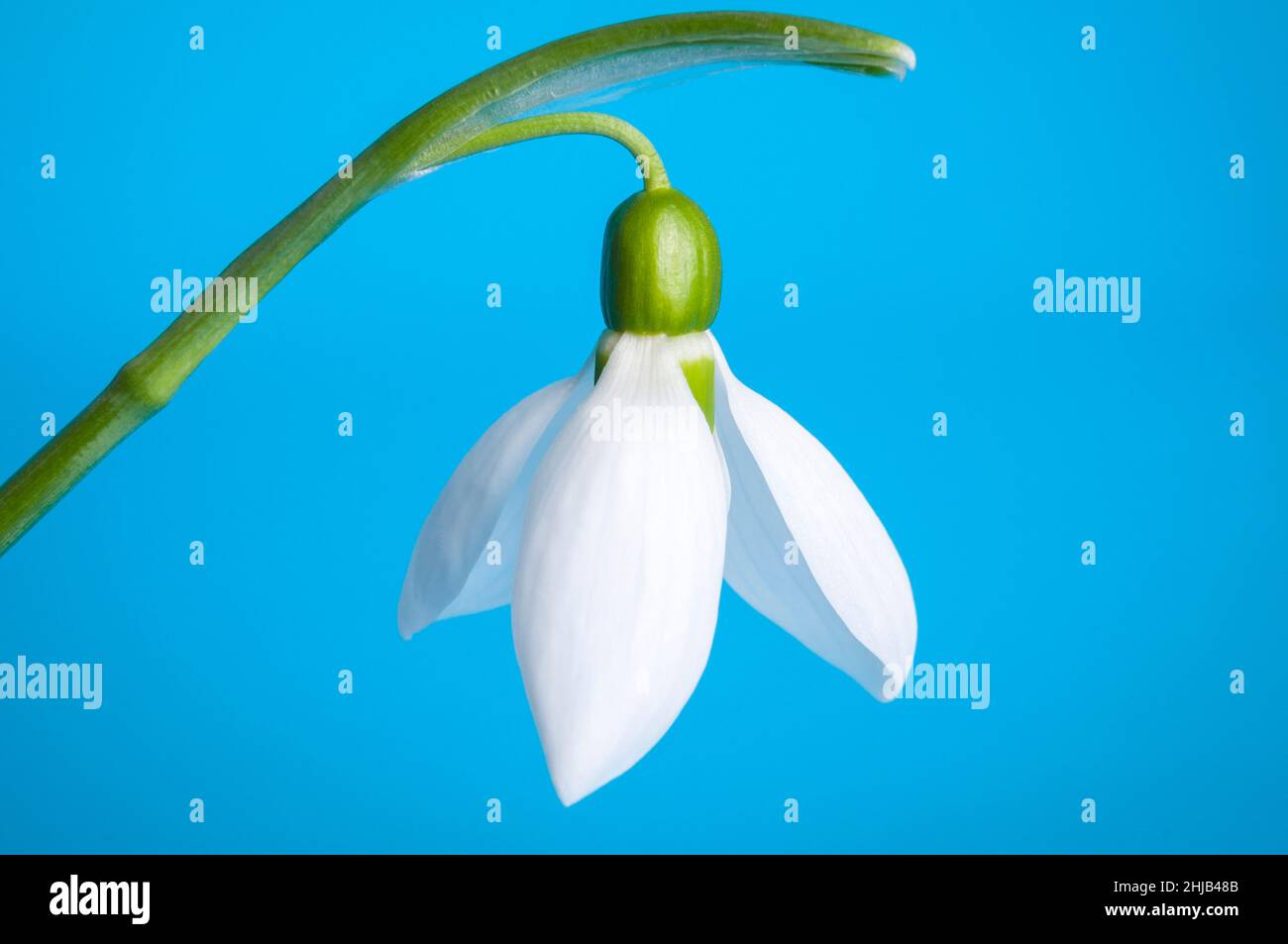 White snowdrop on a biue background First spring flowers. Stock Photo
