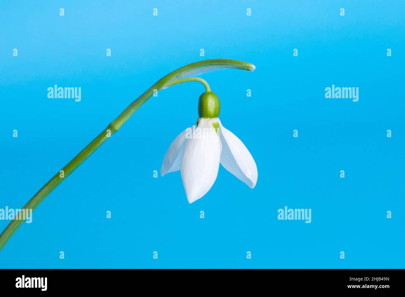White snowdrop on a biue background First spring flowers. Stock Photo