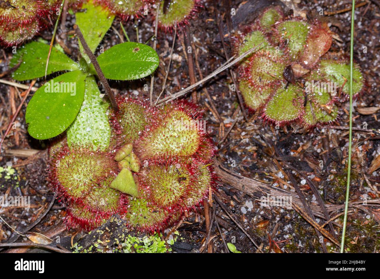 Some rosetts of the Sundew Drosera cuneifolia on the Table Mountain in Cape Town, Western Cape of South Africa Stock Photo