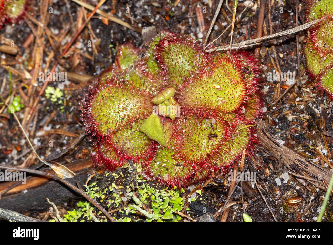 Drosera cuneifolia on the Table Mountain in Cape Town, Western Cape of South Africa Stock Photo