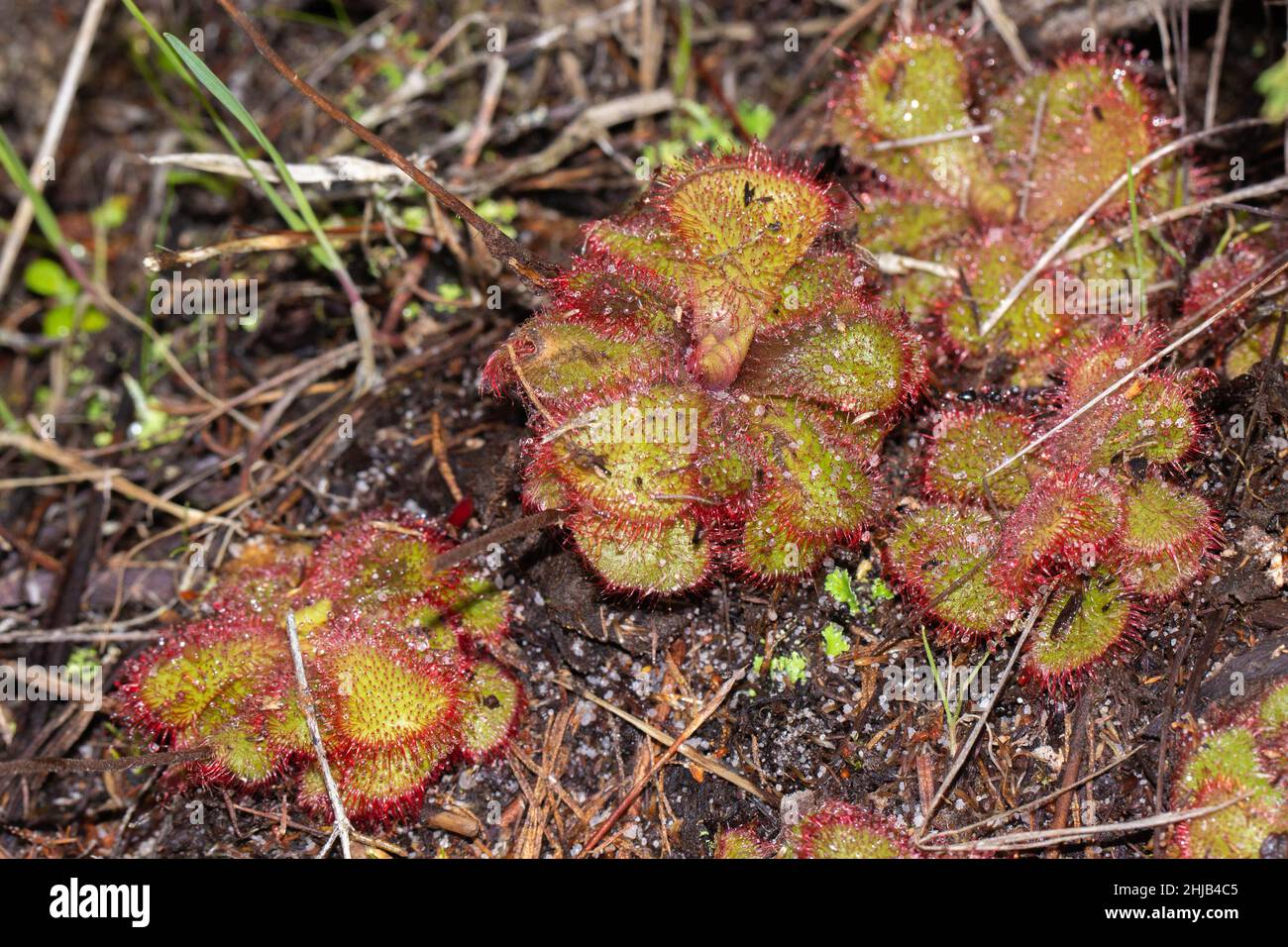 South African Wildflower: Drosera cuneifolia, a carnivorous plant, on the Table Mountain in the Western Cape of South Africa Stock Photo