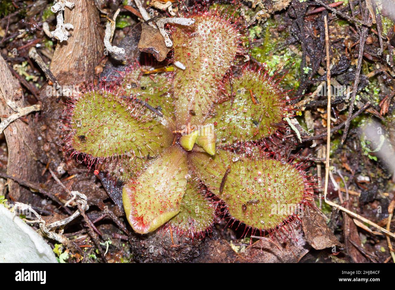 Close-up of Drosera cuneifolia, a carnivorous plant, in natural habitat on the Table Mountain in Cape Town, Western Cape of South Africa Stock Photo