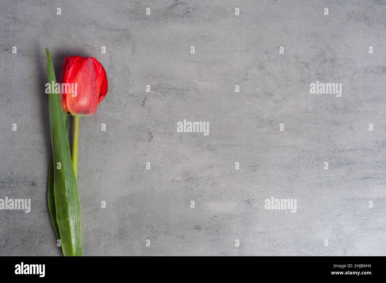 Fresh red tulip on grey background with copy space Stock Photo
